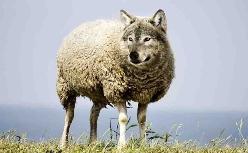 wolf sheeps clothing